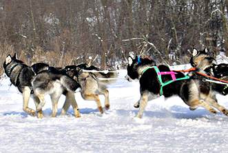 Out husky team at RUSSIAN CHAMPIONSHIP!